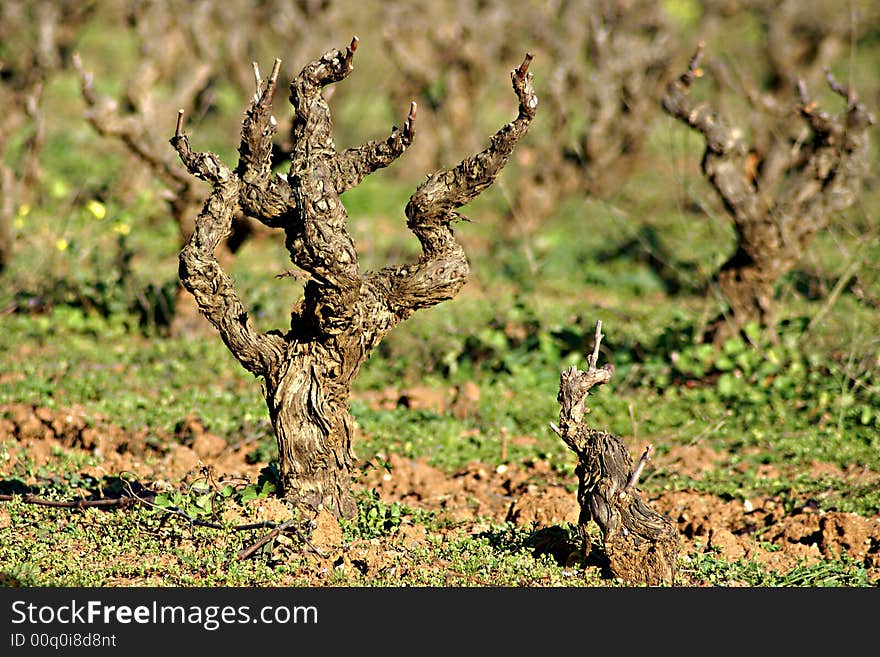 Young vine in the south of France. (Village of La Londe-les-Maures)