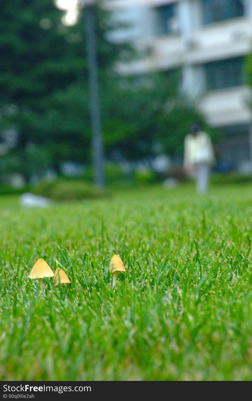 Three Mushrooms