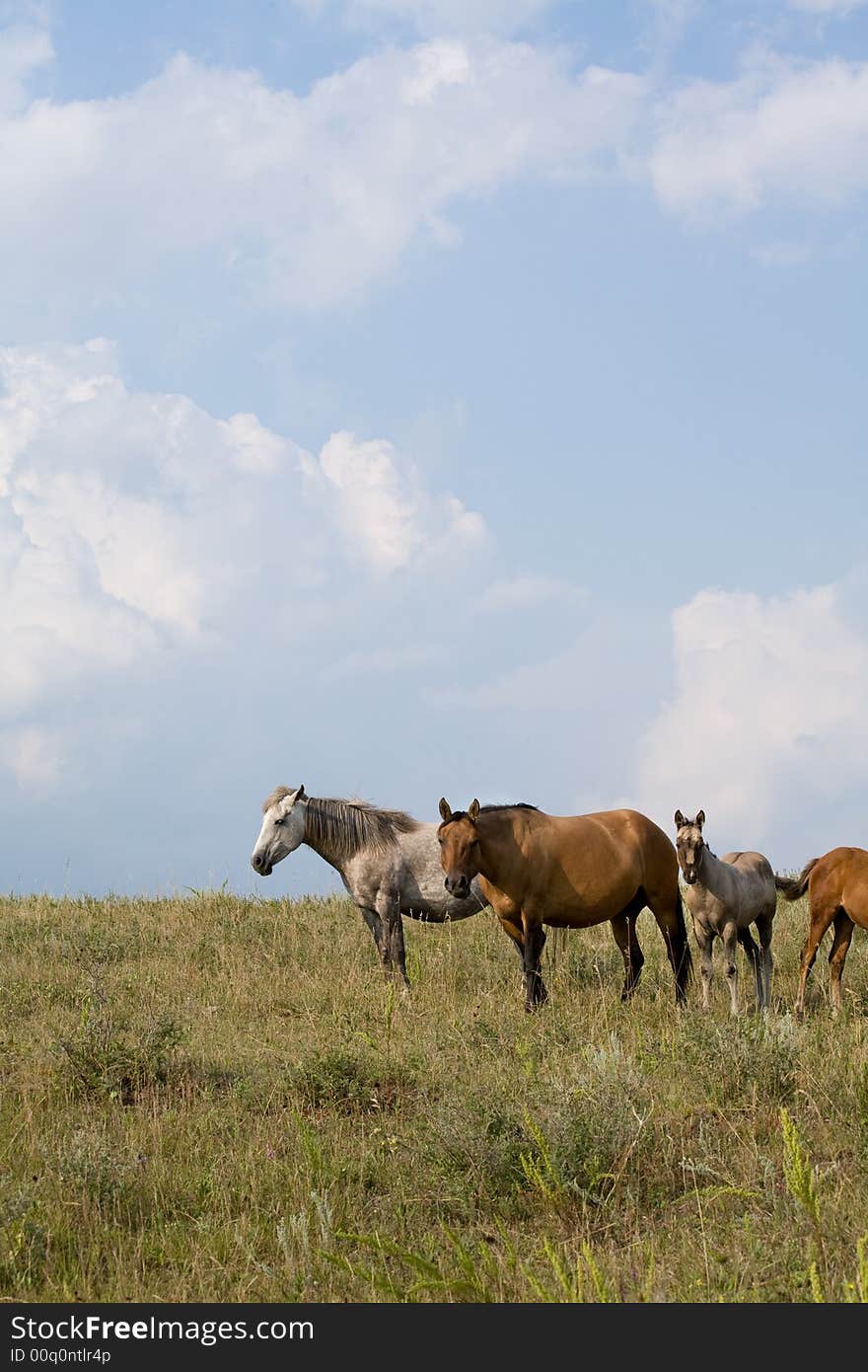 Quarter horse mares and foals is green pasture with blue sky and clouds. Vertical view