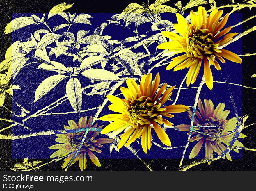 Yellow Chrysanthemums