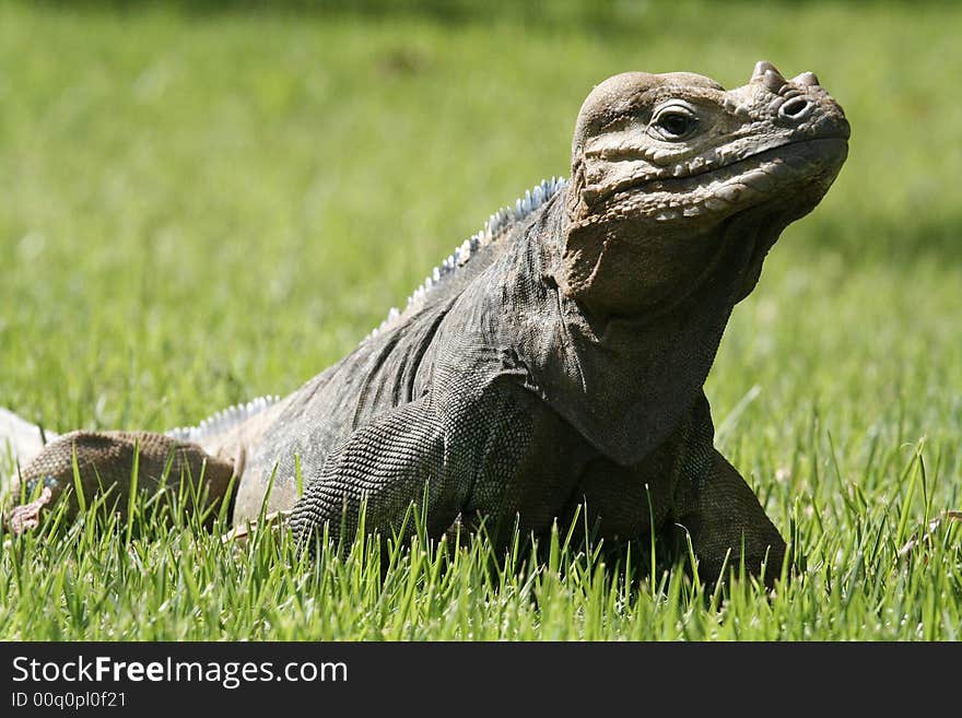 The profile of iguana, showing the details of its skin/scales. The profile of iguana, showing the details of its skin/scales