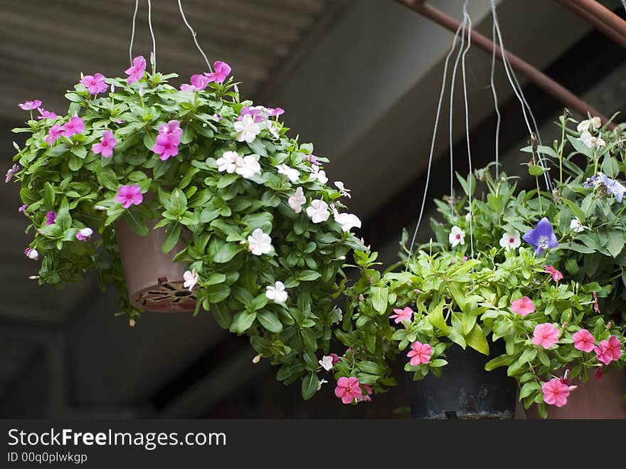 Colorful Flowers In Flowerpot