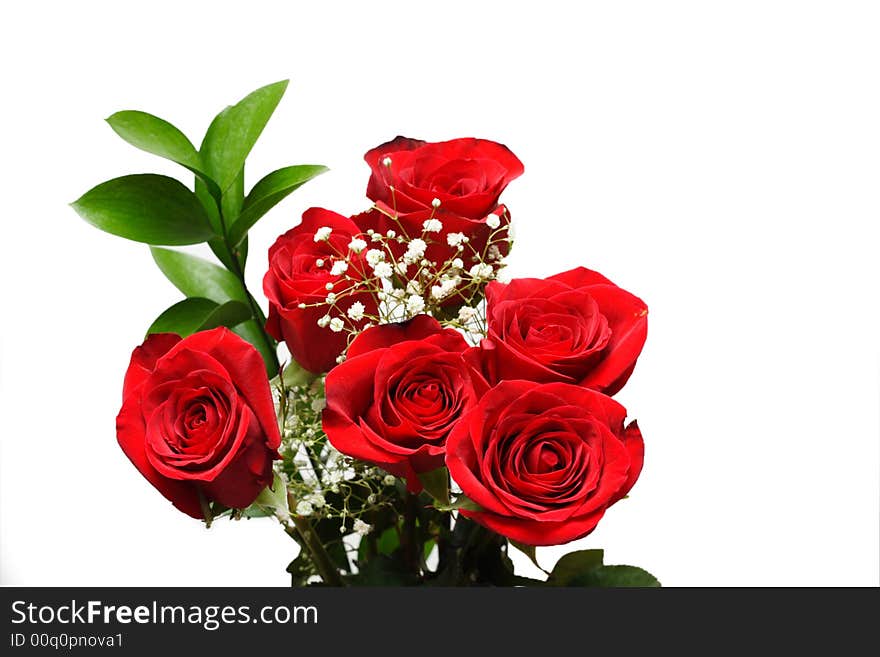 Bunch of Beautiful Red Roses on a White Background. Bunch of Beautiful Red Roses on a White Background