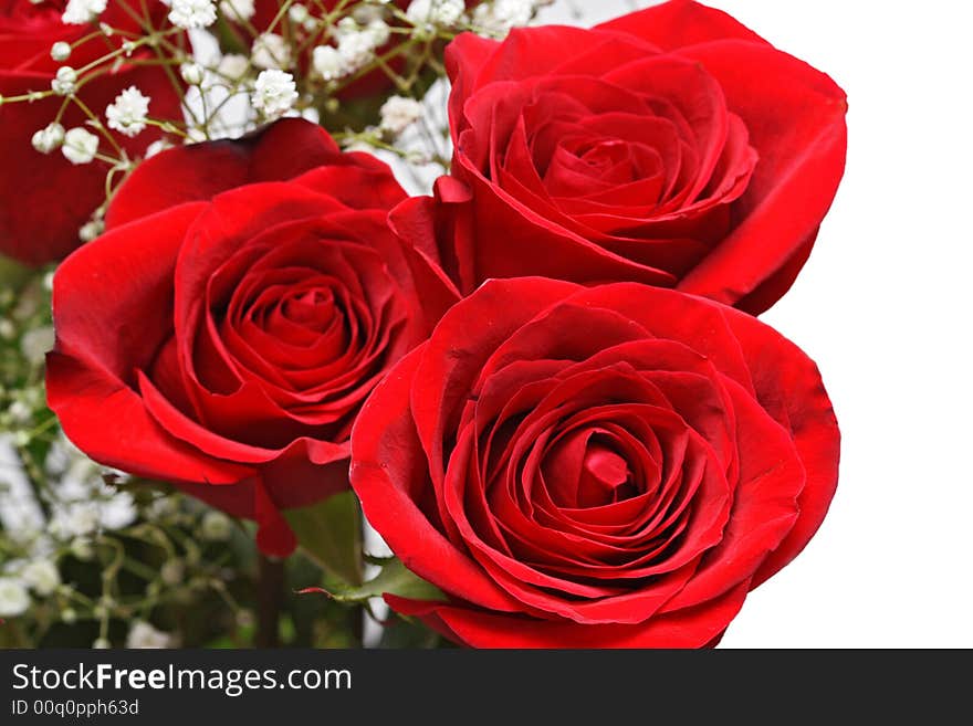 Bunch of Beautiful Red Roses on a White Background. Bunch of Beautiful Red Roses on a White Background