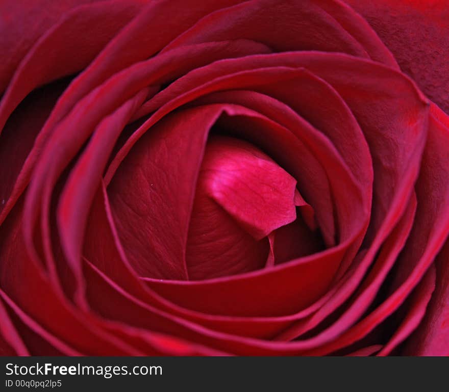 Bunch of Beautiful Red Roses. Bunch of Beautiful Red Roses