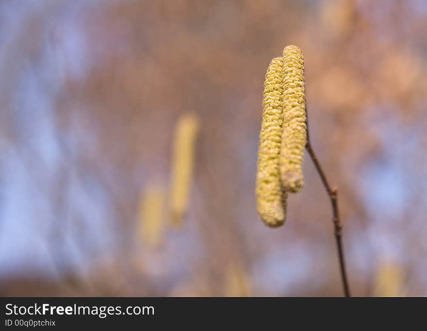 A pair of wild flowers in sunlight in a blur background