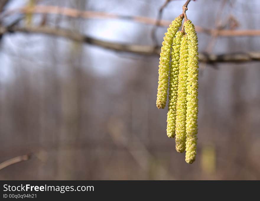 Some tree wild flowers in group and branches in a blur