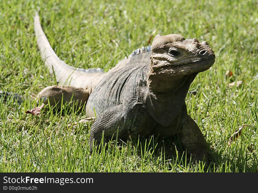 Close-up on iguana in grass. Close-up on iguana in grass