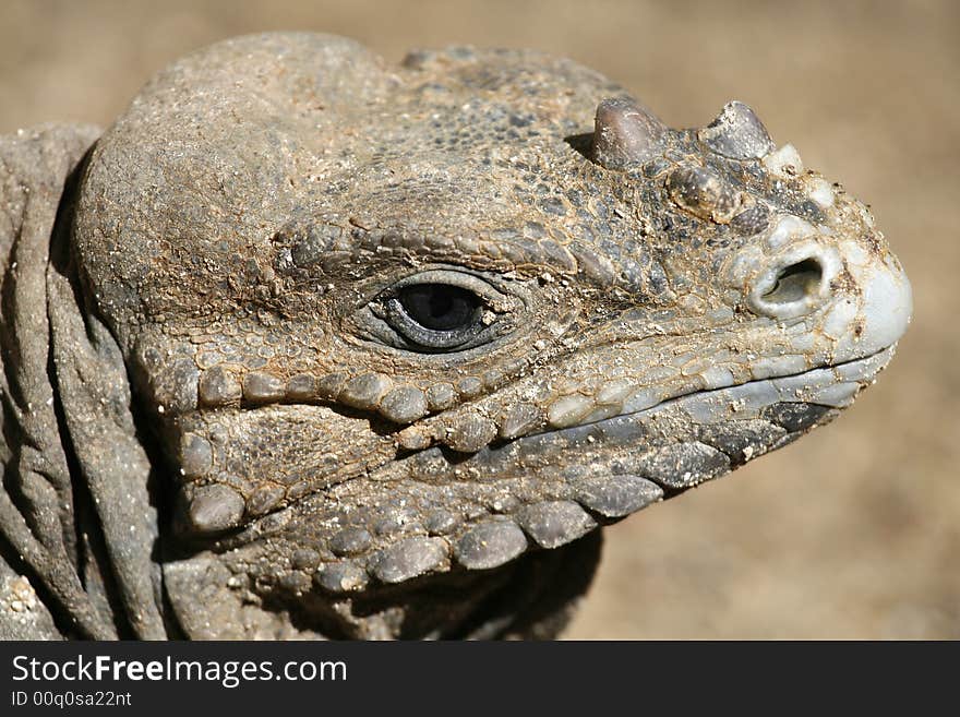 Iguana profile