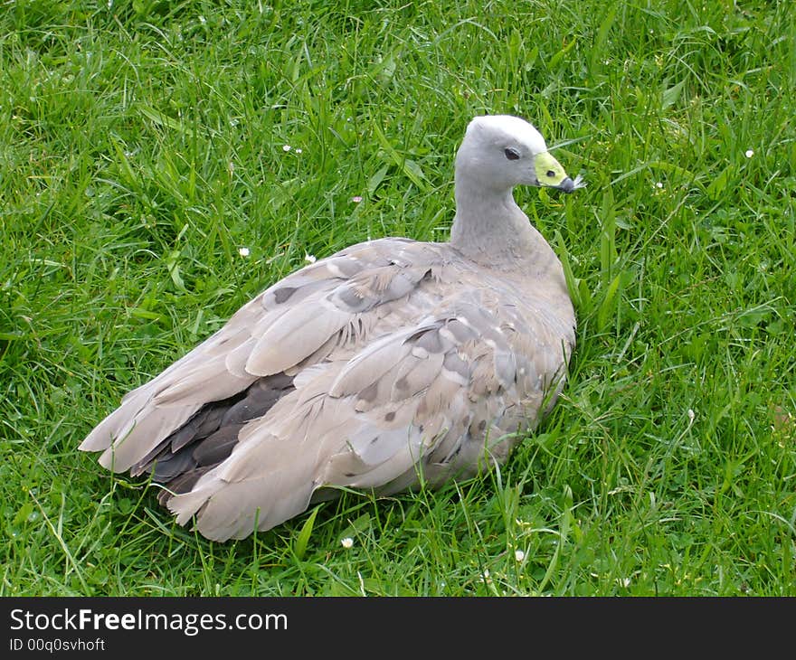 Wild goose sitting in the grass, Tasmania