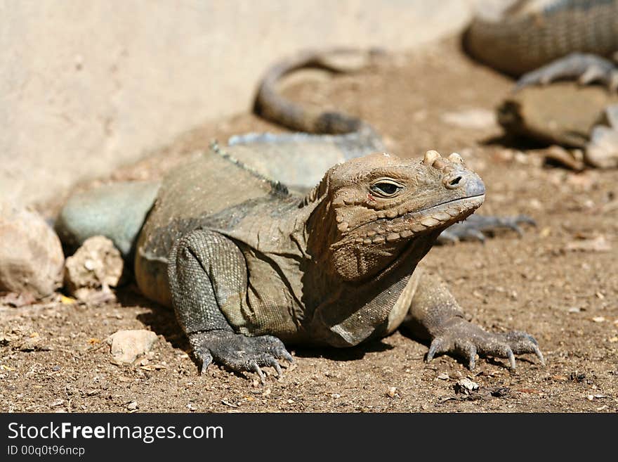 View of iguana warming  on the rocks