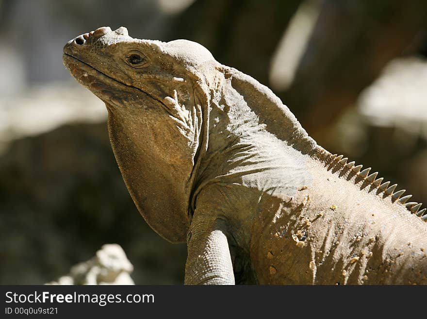 Iguana profile