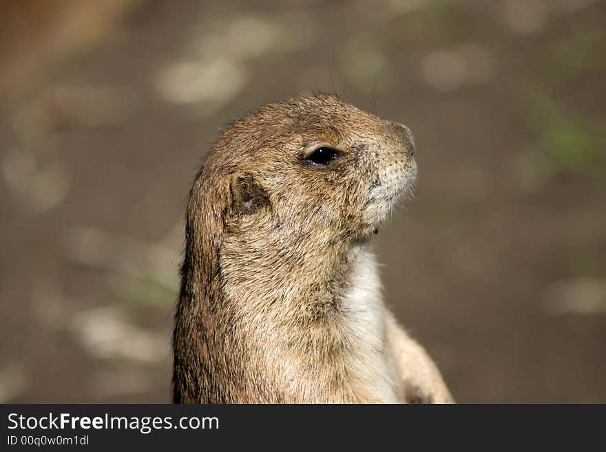 Young ground squirrel checking out the surroundings. Young ground squirrel checking out the surroundings.