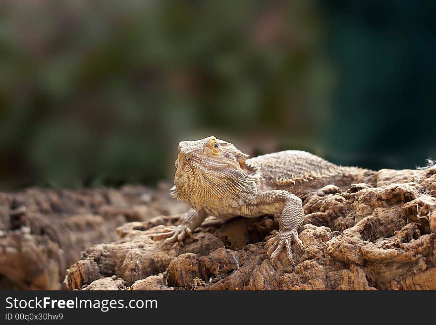 Monitor Lizard