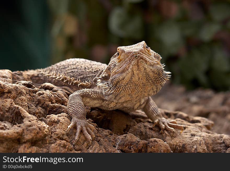 Bosc Monitor Lizard