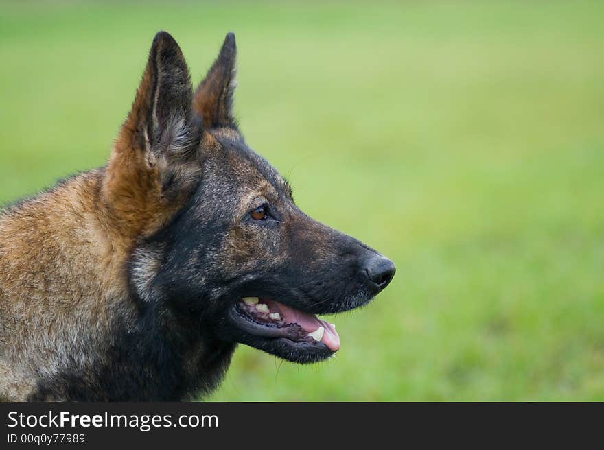 Germany sheepdog portrait on the green backgrounds