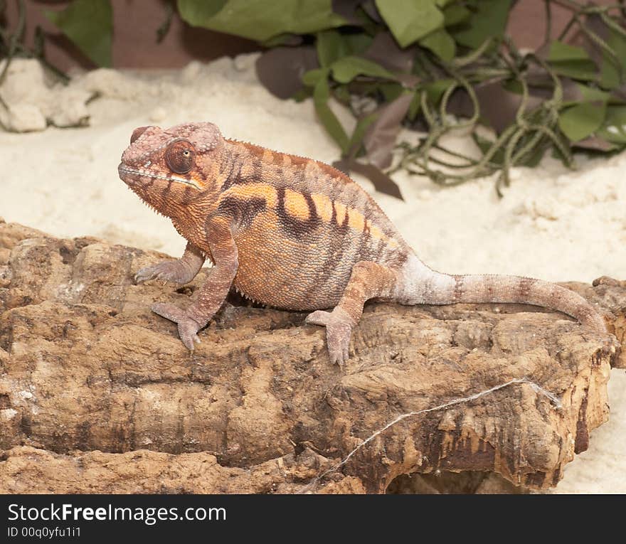 This Chameleon was captured at a rapture centre in the UK.