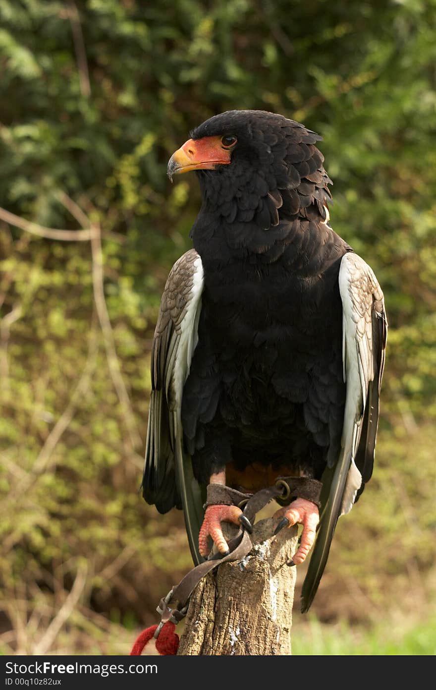 The Bateleur Eagle is one of the smaller species of eagle that live on the open plains of Africa. The name Bateleur comes from the French meaning tightrope walker, as they have a very small tail and have to balance well when flying. Their diet consists of mostly carrion, small mammals and reptiles. It takes six to seven years for a juvenile bird to reach full maturity and be ready to breed.