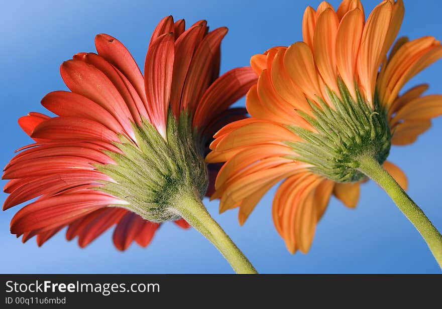 Macro image of one red and one yellow Gerber daisy as viewed from the back against bright blue background. Macro image of one red and one yellow Gerber daisy as viewed from the back against bright blue background.