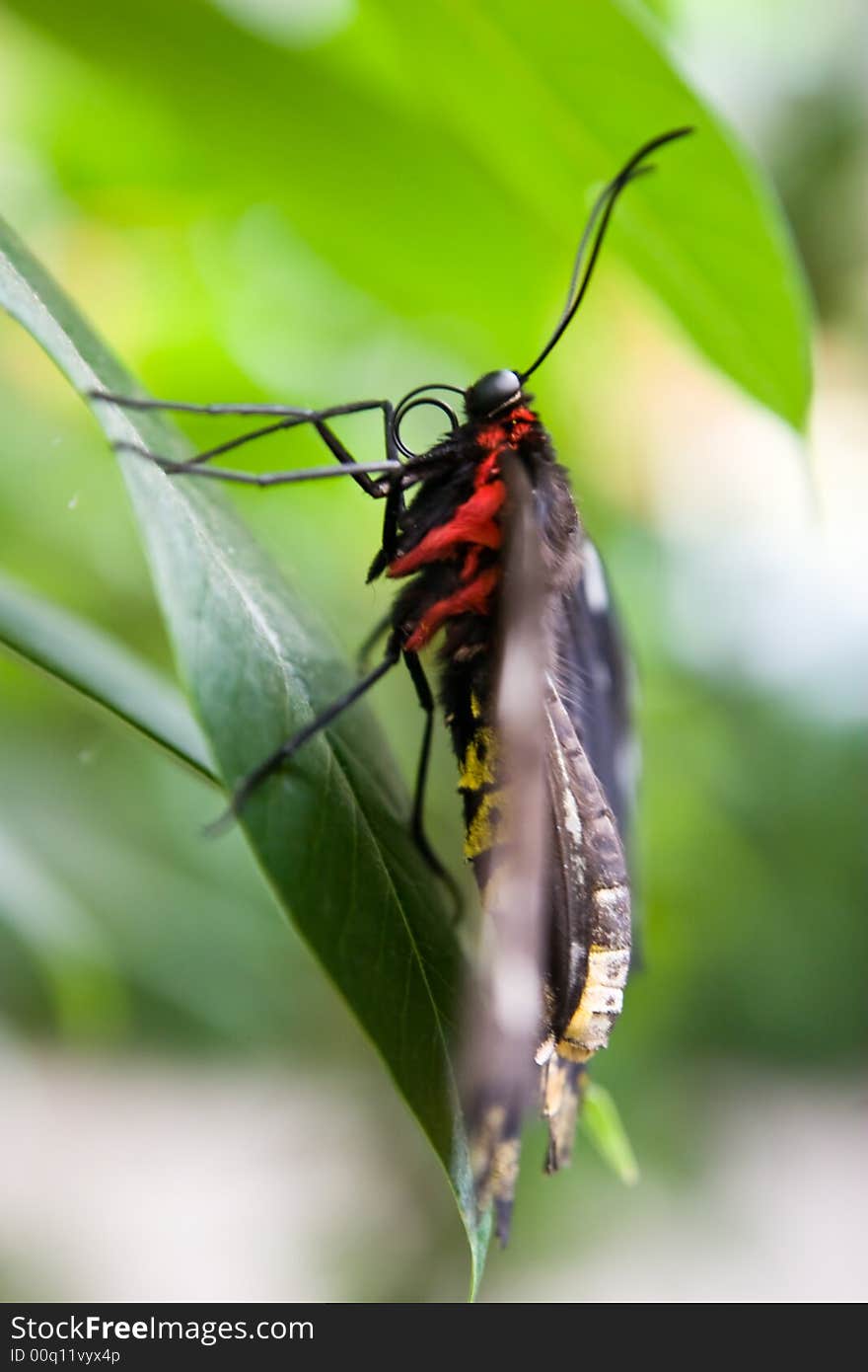 Butterfly sitting on a leaf.