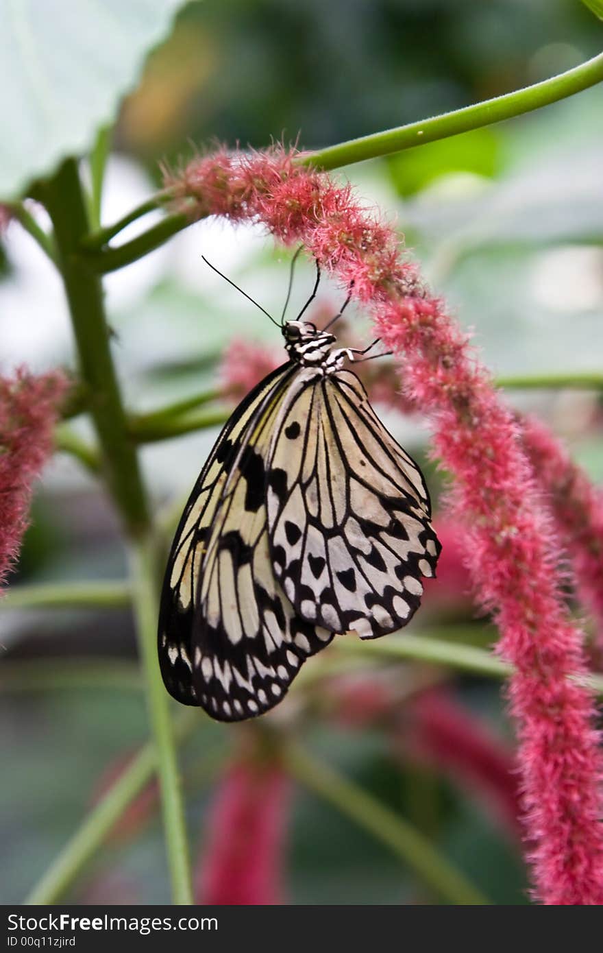 Butterfly sitting on a leaf. Butterfly sitting on a leaf.