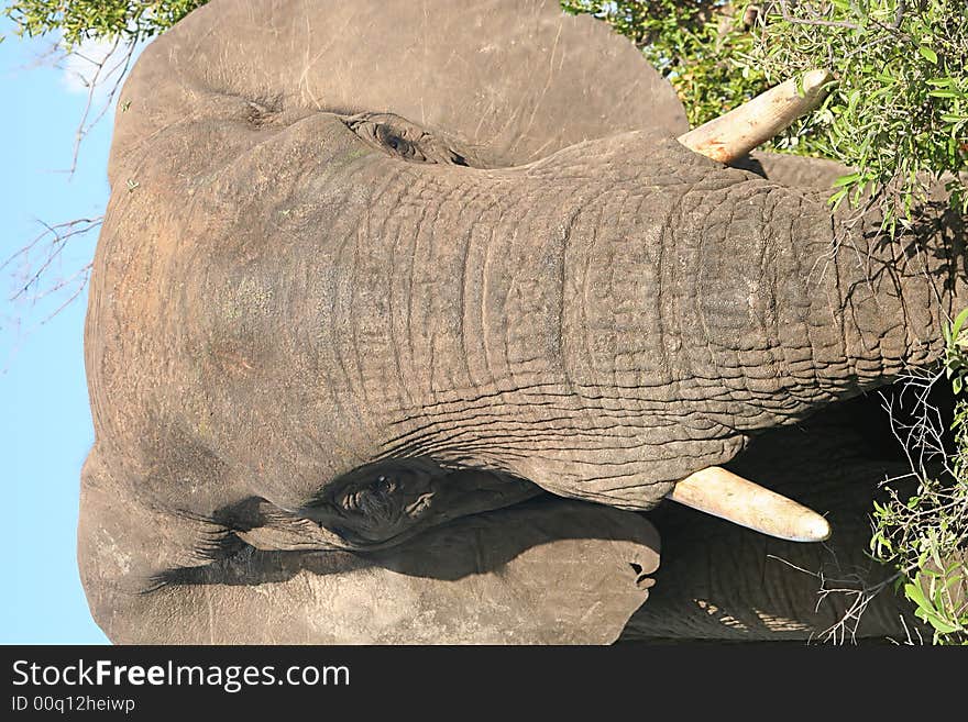 Close up of an African Elephant Bull