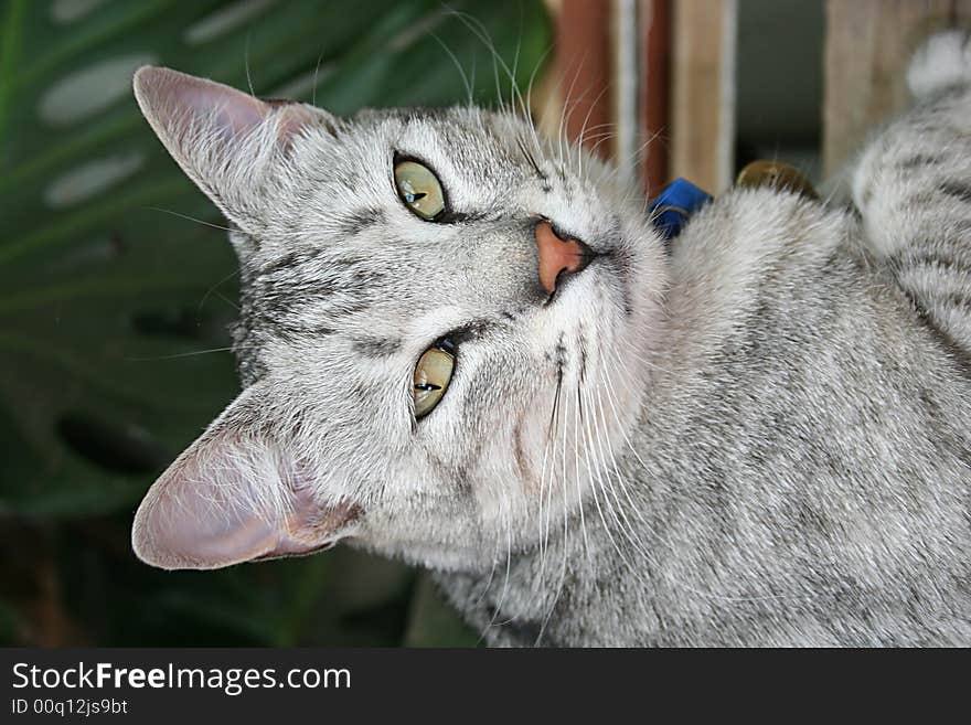 Grey Cat with Green Eyes