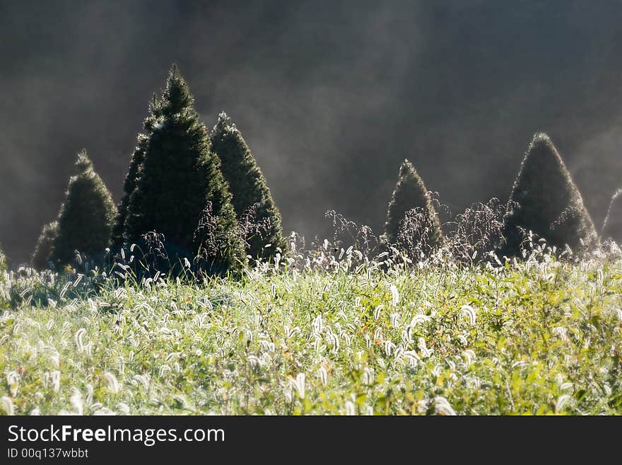 An idyllic scene at a christmas tree farm of trees on a cold misty morning. An idyllic scene at a christmas tree farm of trees on a cold misty morning.