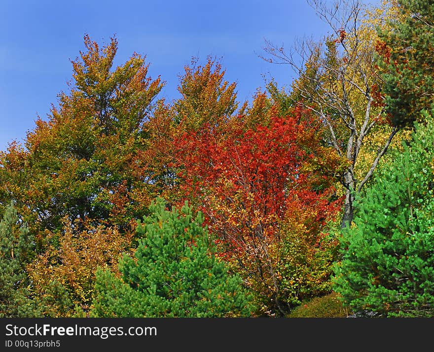 Colourful trees in October shot taken in Trentino , Italy