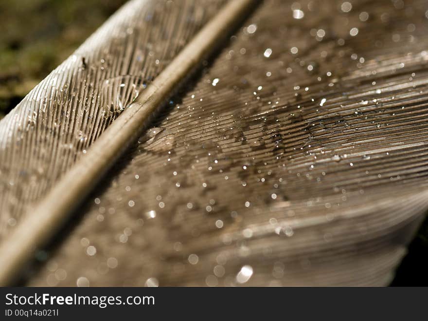 Macro of feather