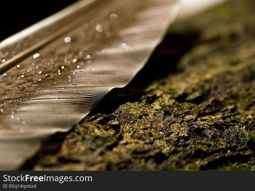 Macro of a soft, light feather. Fragile and beautiful. Macro of a soft, light feather. Fragile and beautiful.