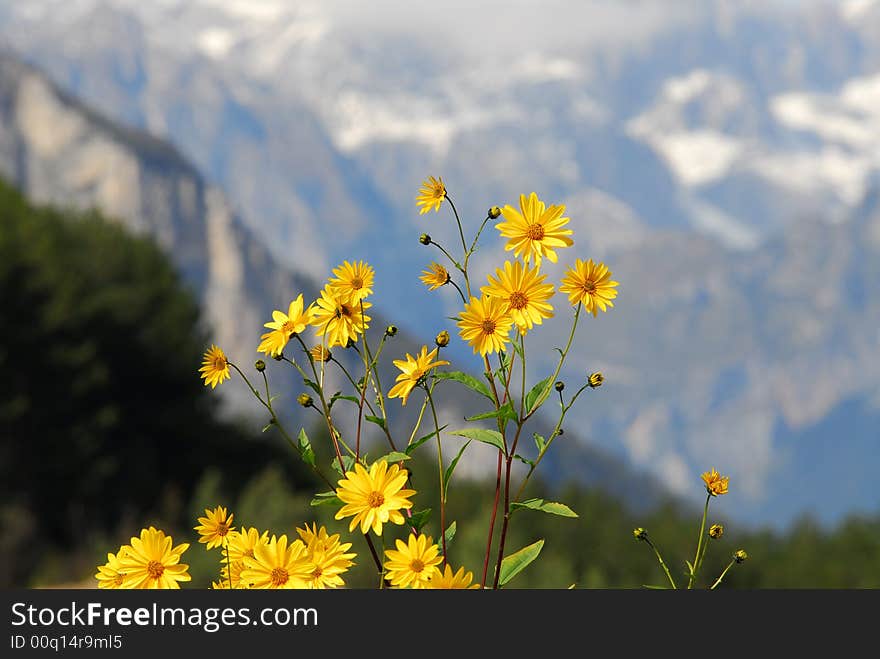 Yellow flowers