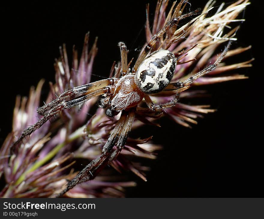 This spider doesn't spins a web, but wait for a fly coming through so that he can grab and eat him. This spider doesn't spins a web, but wait for a fly coming through so that he can grab and eat him.