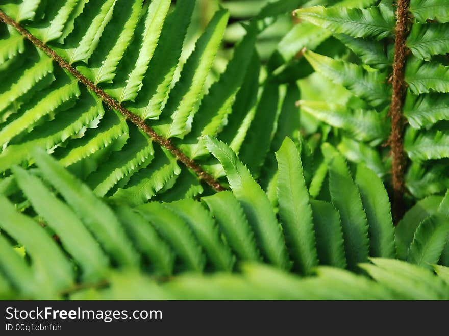 Bright green leaves of a fern in the forest