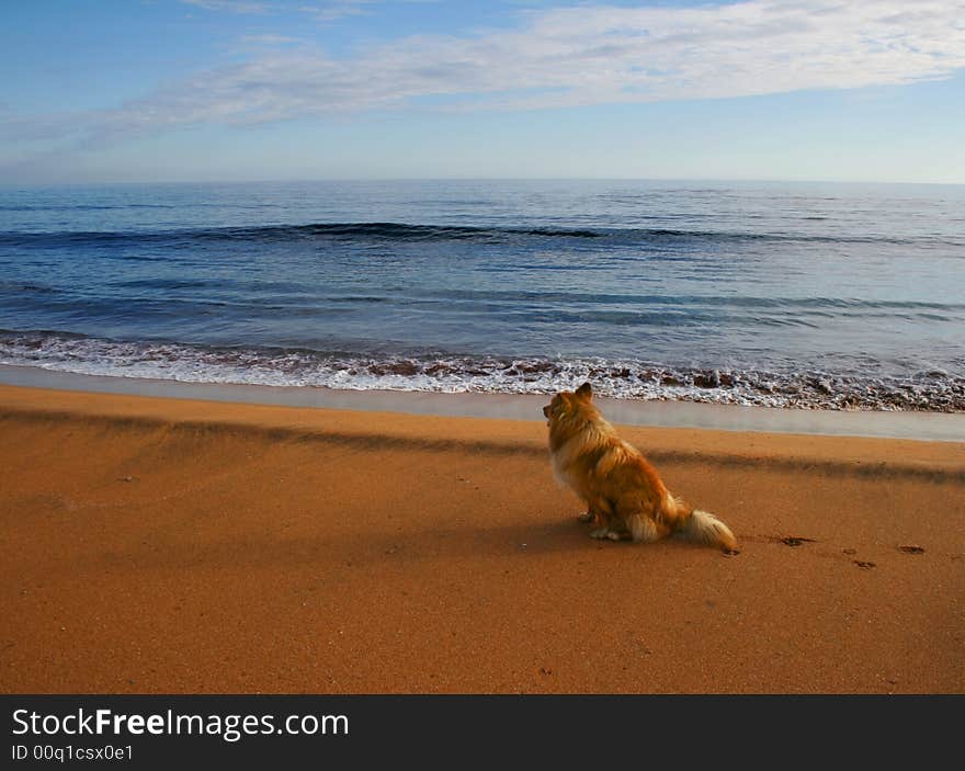 Orange dog on an orange sand beach, gazing into the distance. Orange dog on an orange sand beach, gazing into the distance.