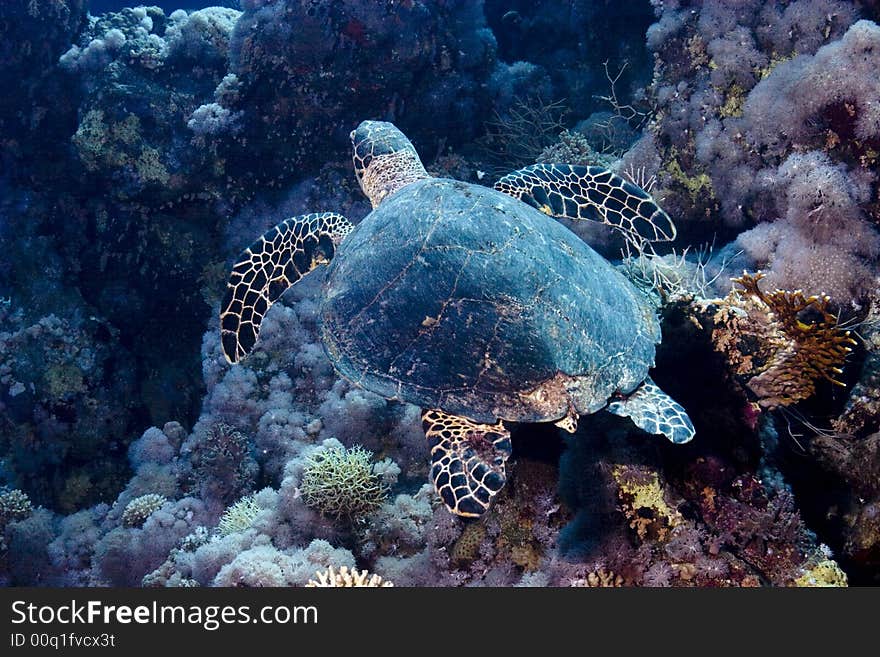 Hawksbill turtle (Eretmochelys imbricata)