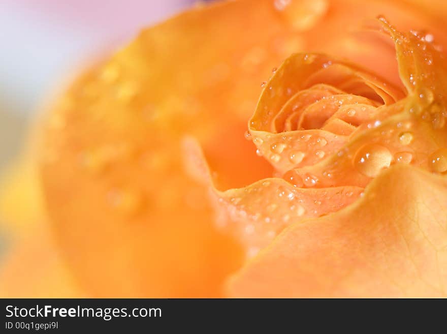 Macro image of dark orange rose with water droplet