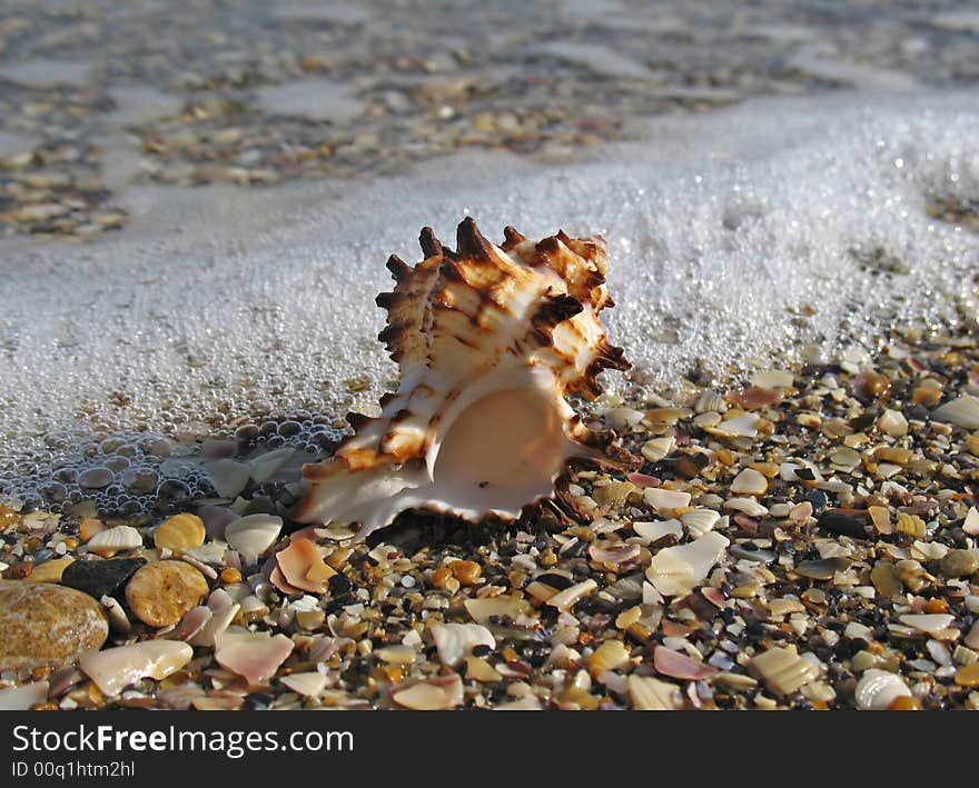 Sea shell