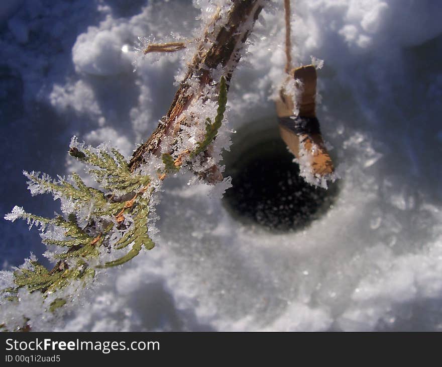 Frozen cedar branches suspending an ice fishing line. Frozen cedar branches suspending an ice fishing line.