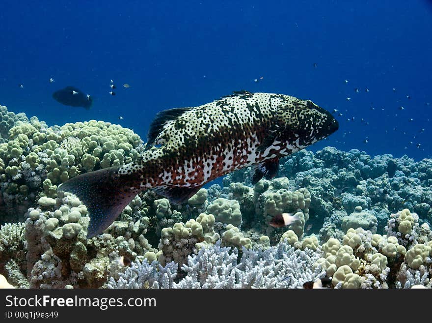 Red sea coral grouper (plecropomus pessuliferus)