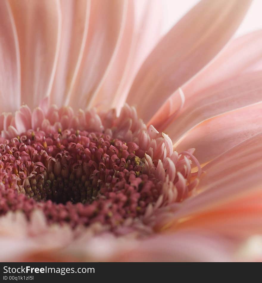 Studio shot of flower