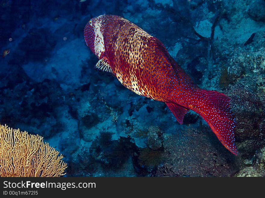 Red sea coral grouper (plecropomus pessuliferus)