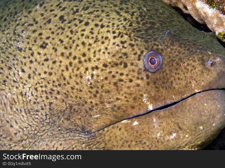 Close up of a giant moray (gymnothorax javanicus)taken in Na'ama bay, sharm el sheikh