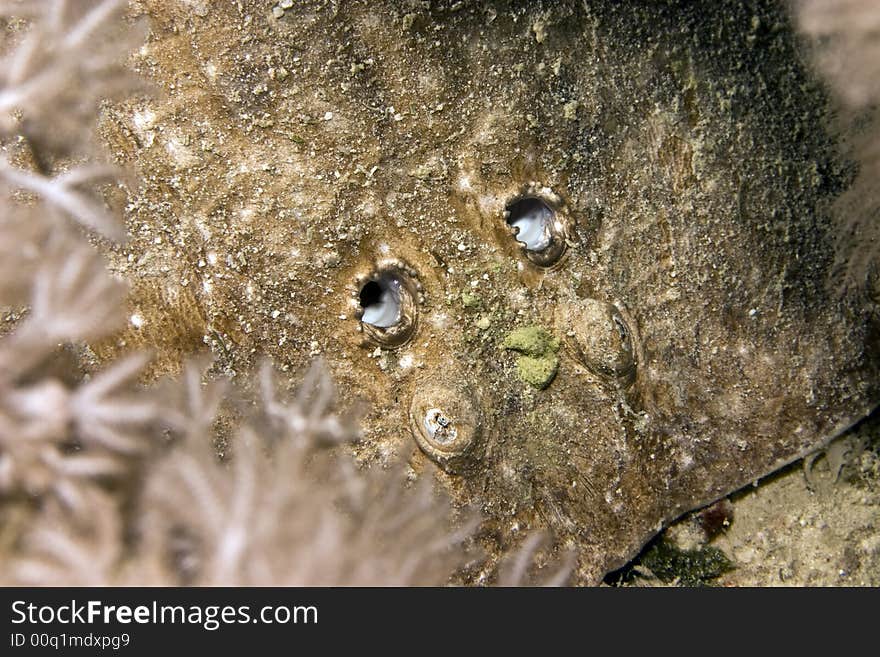 Close up of a Leopard torpedo ray (torpedo panthera) taken in Na'ama bay, sharm el sheikh