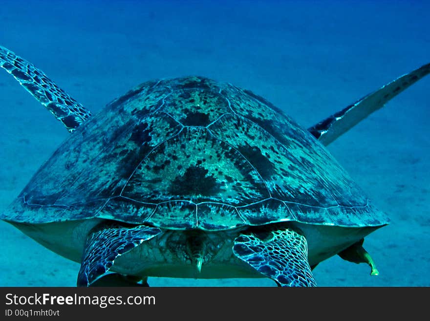 Green turtle (chelonia mydas) taken in Na'ama bay, Sharm el sheikh