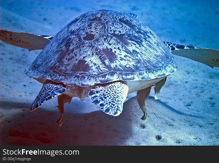 Green turtle (chelonia mydas) taken in Na'ama bay, Sharm el sheikh