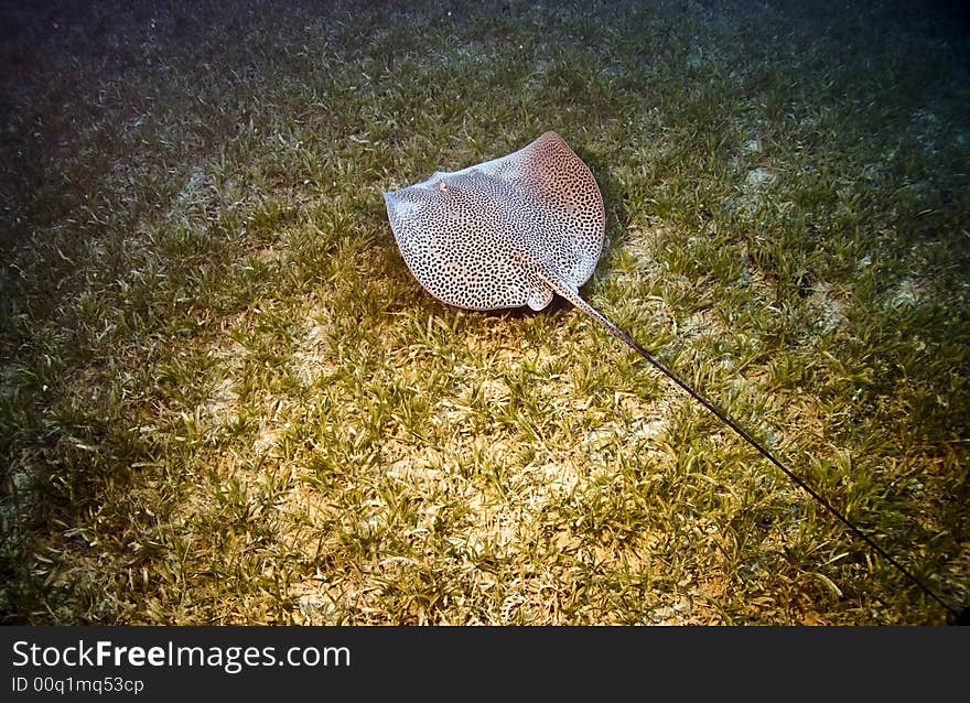 Darkspotted stingray (himantura uarnak)taken at Na'ama bay, sharm el sheikh