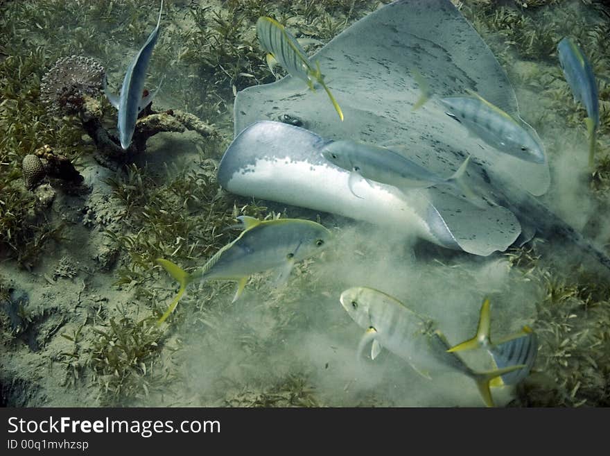 Blackblotched stingray (taeniura meyeni)