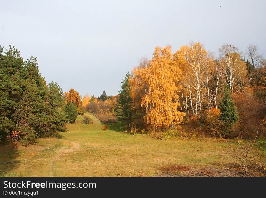 Forest at the autumn. Vivid colors. Forest at the autumn. Vivid colors