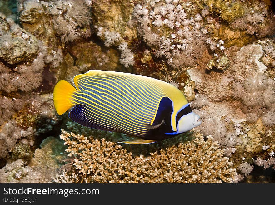 Emperor angelfish (pomacanthus imperator) taken at sofitel house reef